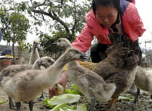 香港正式禁止散养家禽