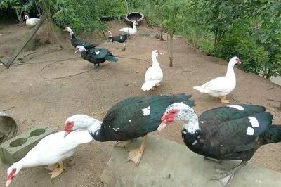 农村一种家禽像鸳鸯,肉质鲜美且饲养简单,每年收入超过50万元